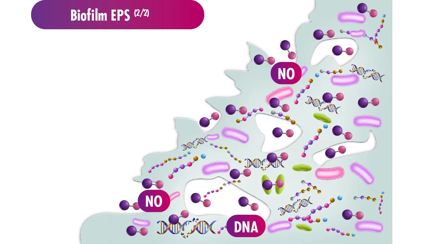 Grafik veranschaulicht, wie NO Biofilm EPS abbaut